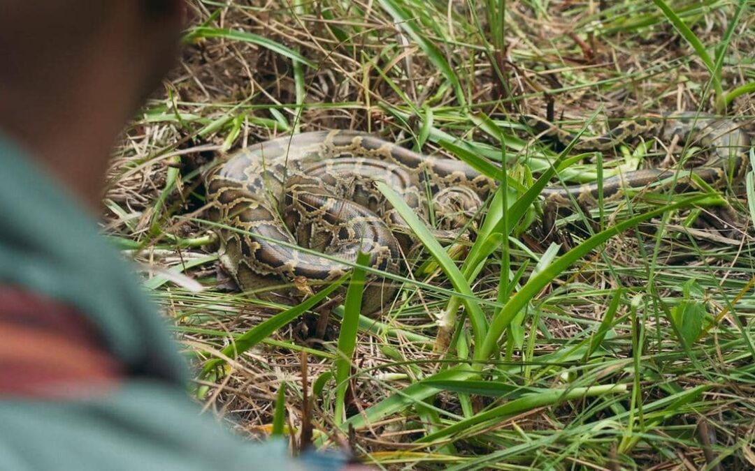 Tracking Burmese Python Florida